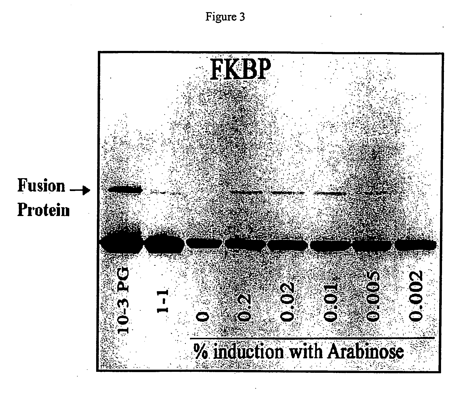 Uncoupling of DNA insert propagation and expression of protein for phage display