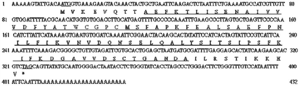 Babesia microti thioredoxin molecule and its gene and application