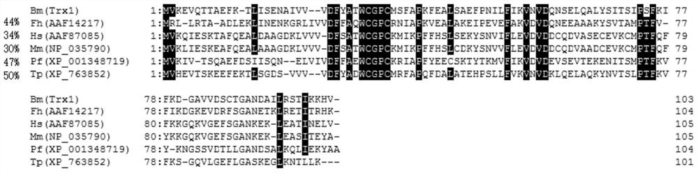 Babesia microti thioredoxin molecule and its gene and application