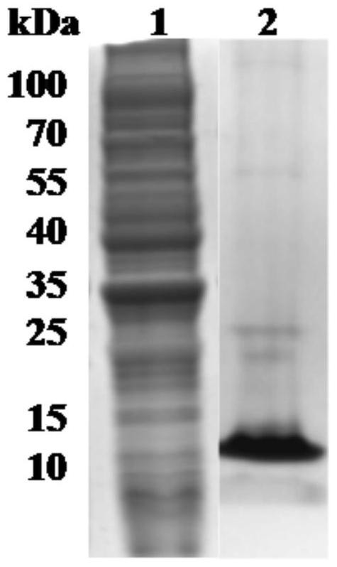 Babesia microti thioredoxin molecule and its gene and application