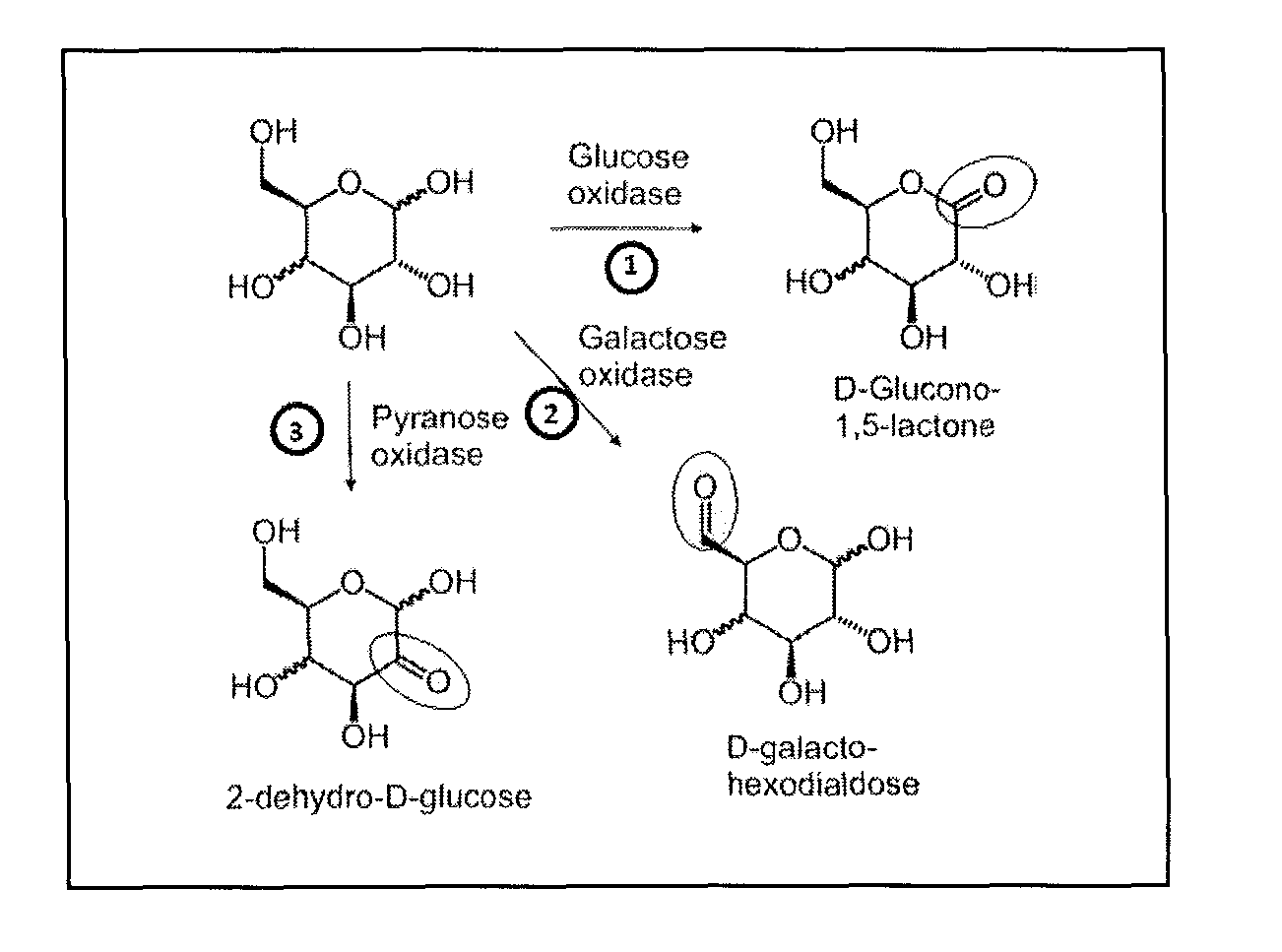 Systems and methods for enzymatic oxygen removal