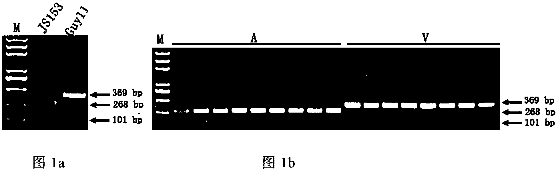 Molecular markers for avirulence gene Avr-Pit of Pyricularia grisea