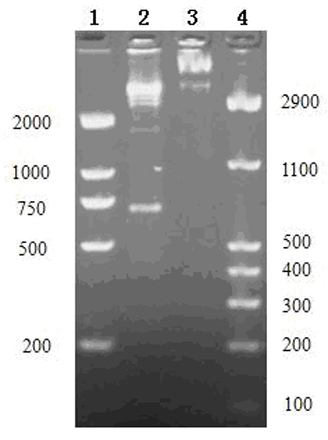 Method for preparing isotope-labeled recombinant C reactive protein