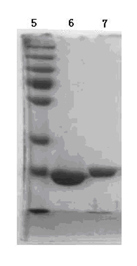 Method for preparing isotope-labeled recombinant C reactive protein