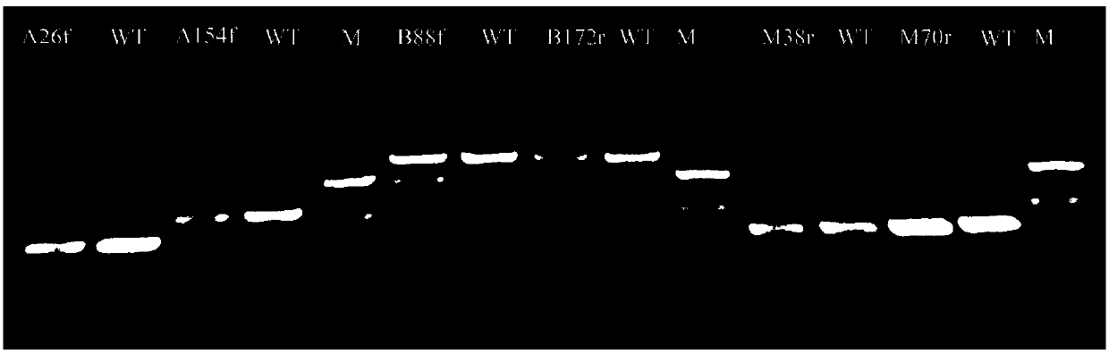 Caco-2 cell model for CRISPR/CAS9-mediated drug transporter targeted knockout and method thereof