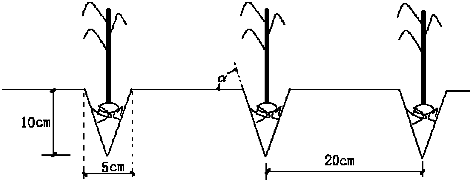 Cultivation method for wedge plowing and transplanting rice