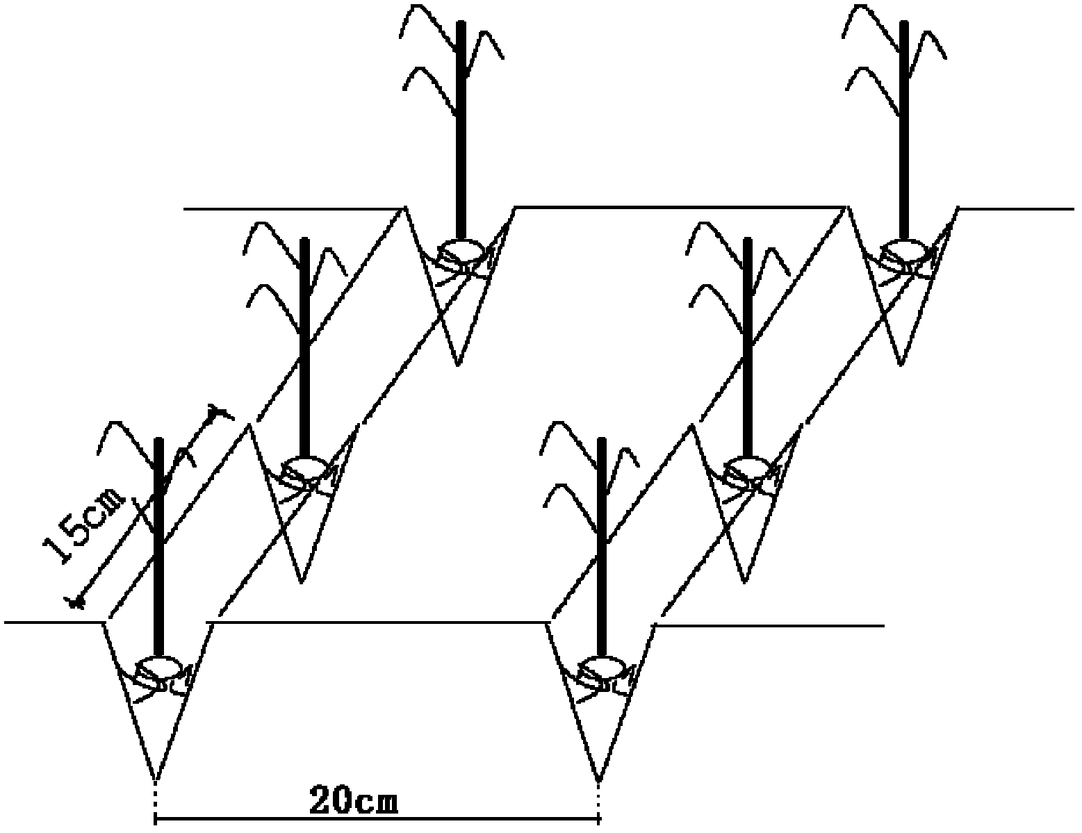 Cultivation method for wedge plowing and transplanting rice