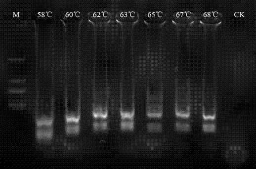 A kind of circular isothermal amplification primer for rapid detection of citrus hemipuncture nematode and its application