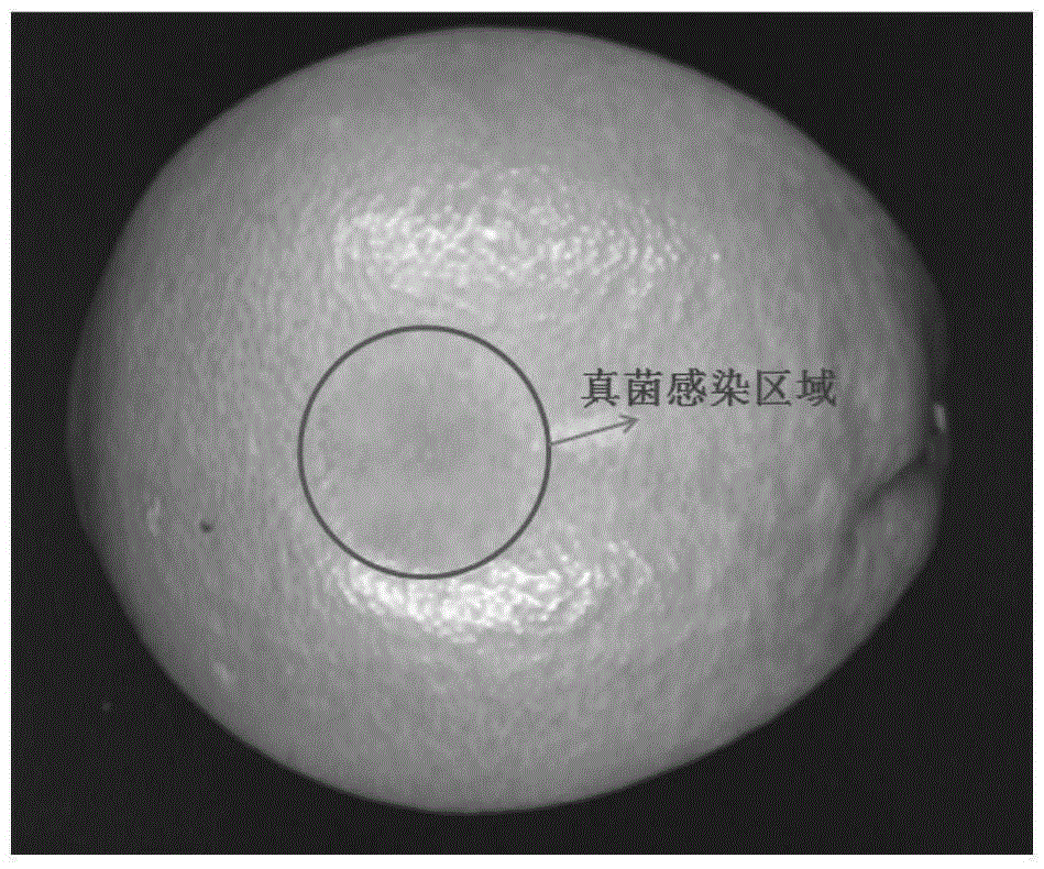 Image detection method for rotting oranges caused by penicillium infection