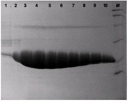 Structure and application of Enterovirus 71 3C protease