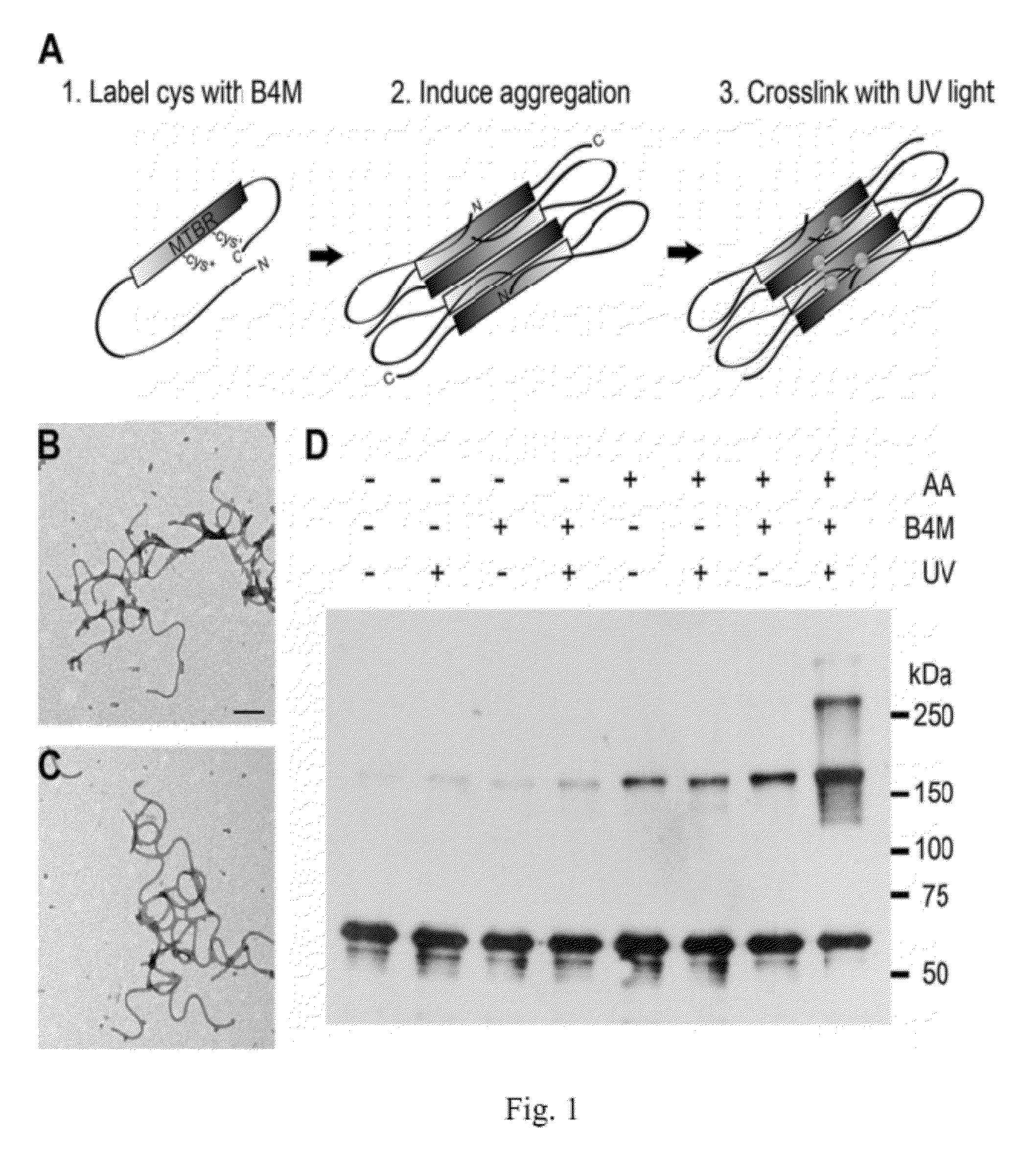 Antibodies selective for pathological tau dimers and prefibrillar pathological tau oligomers and their uses in treatment, diagnosis and monitoring of tauopathies