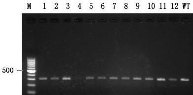 Gene knockout breeding method for tnni3k gene deletion zebrafish