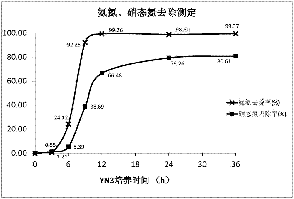 Heterotrophic nitrifying aerobic denitrifying Acinetobacter and applications thereof