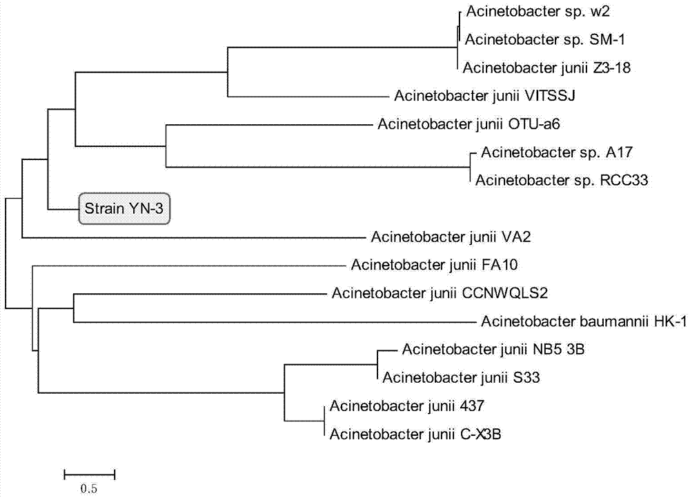 Heterotrophic nitrifying aerobic denitrifying Acinetobacter and applications thereof