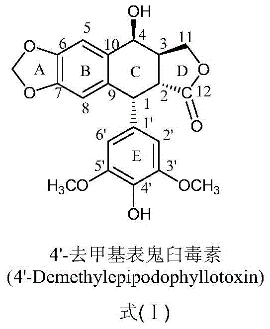 Nitrogen-substituted podophyllin derivatives with anti-tumor activity, preparation method and use thereof