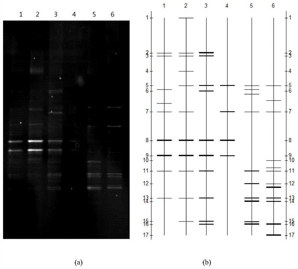 Method for extraction and diversity analysis of microbial total DNA in ship ballast water