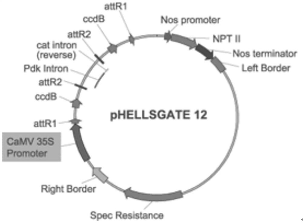 A kind of tobacco chloride ion absorption gene ntslac2 and its cloning method and application