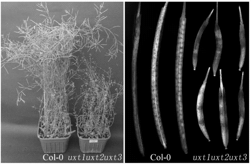 Method for increasing saccharification efficiency of plants by down-regulating UXT (UDP-Xylose transporter) gene and application of method