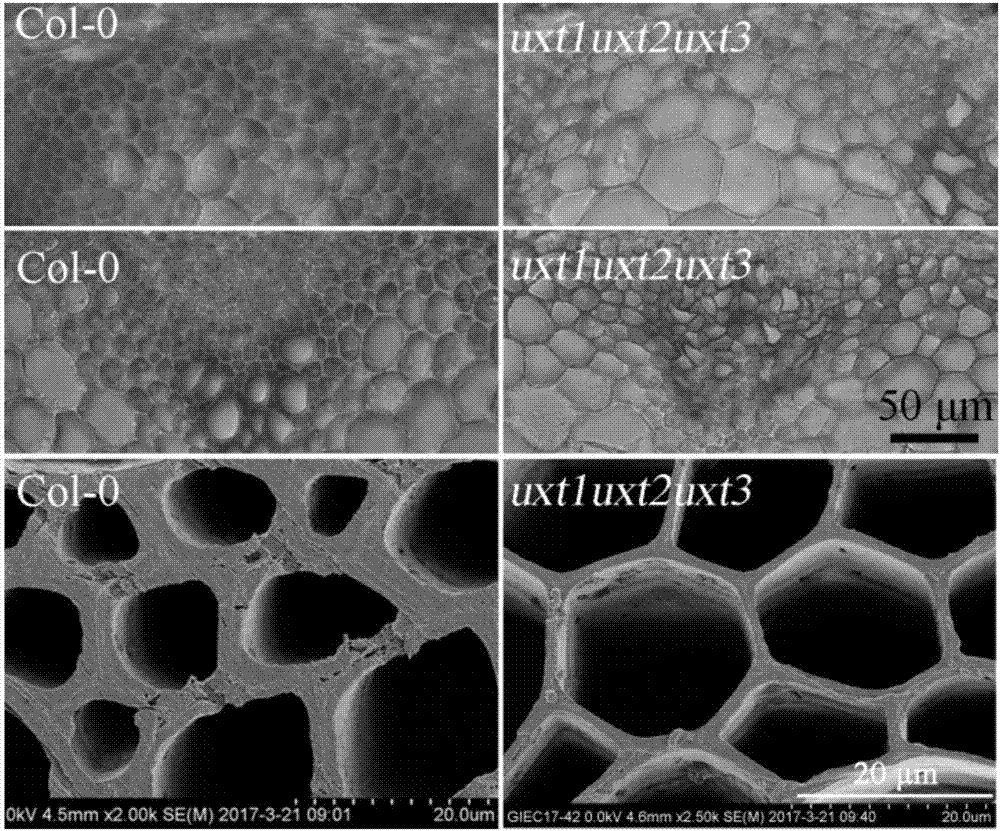 Method for increasing saccharification efficiency of plants by down-regulating UXT (UDP-Xylose transporter) gene and application of method