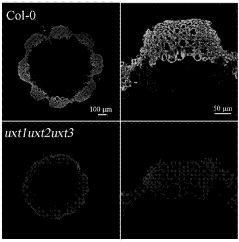 Method for increasing saccharification efficiency of plants by down-regulating UXT (UDP-Xylose transporter) gene and application of method