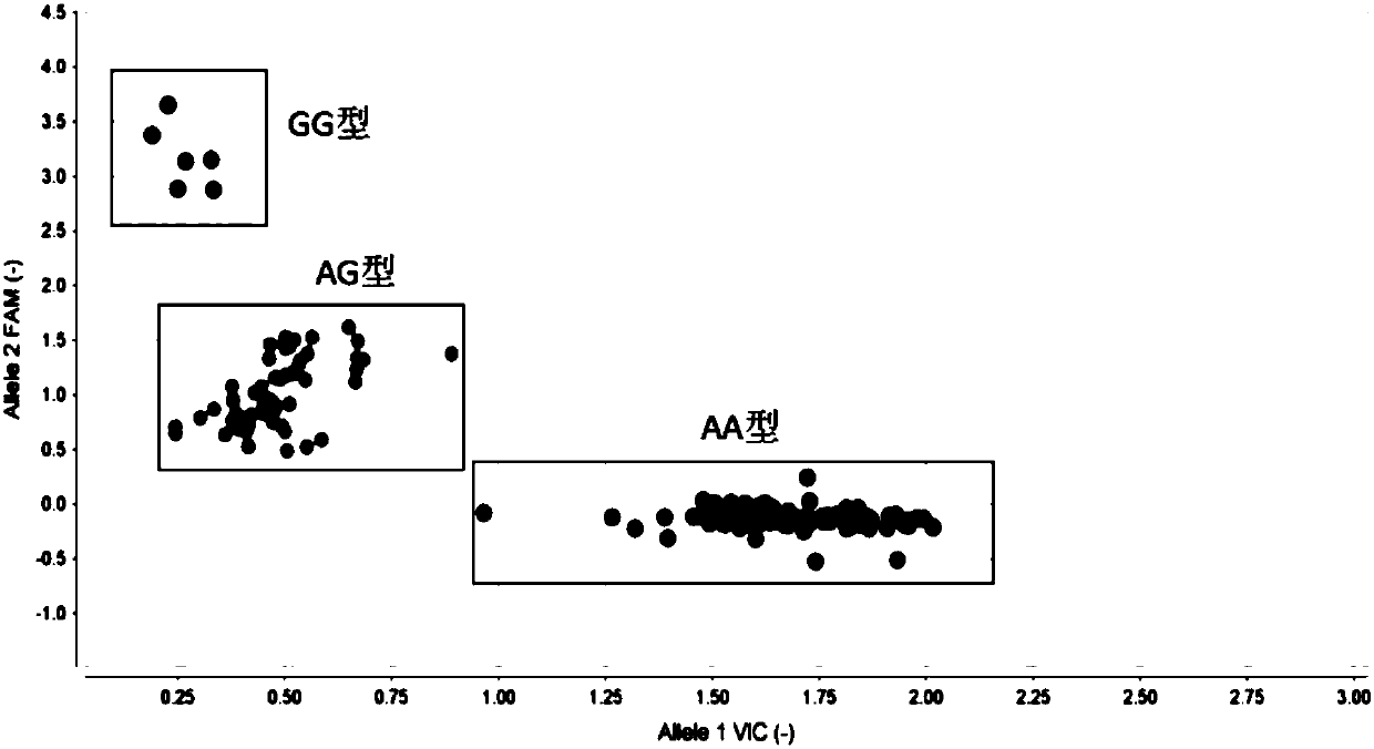 SNP (Single Nucleotide Polymorphism) marker composition for detecting lung cancer susceptibility, primer composition and kit