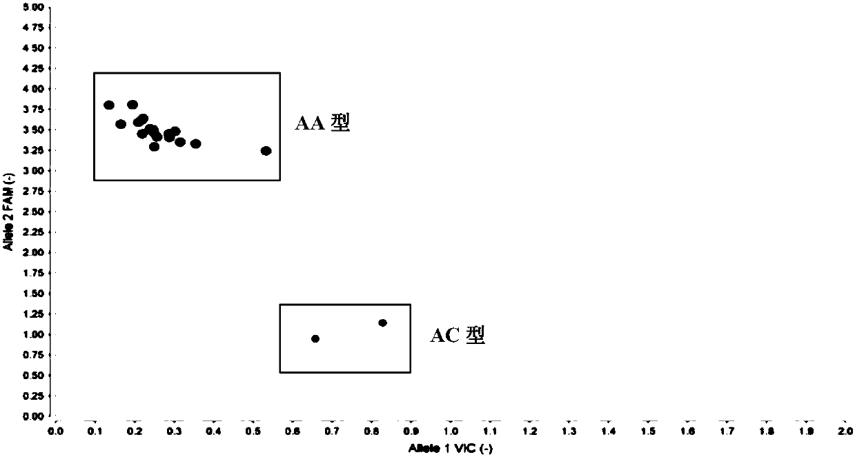 SNP (Single Nucleotide Polymorphism) marker composition for detecting lung cancer susceptibility, primer composition and kit