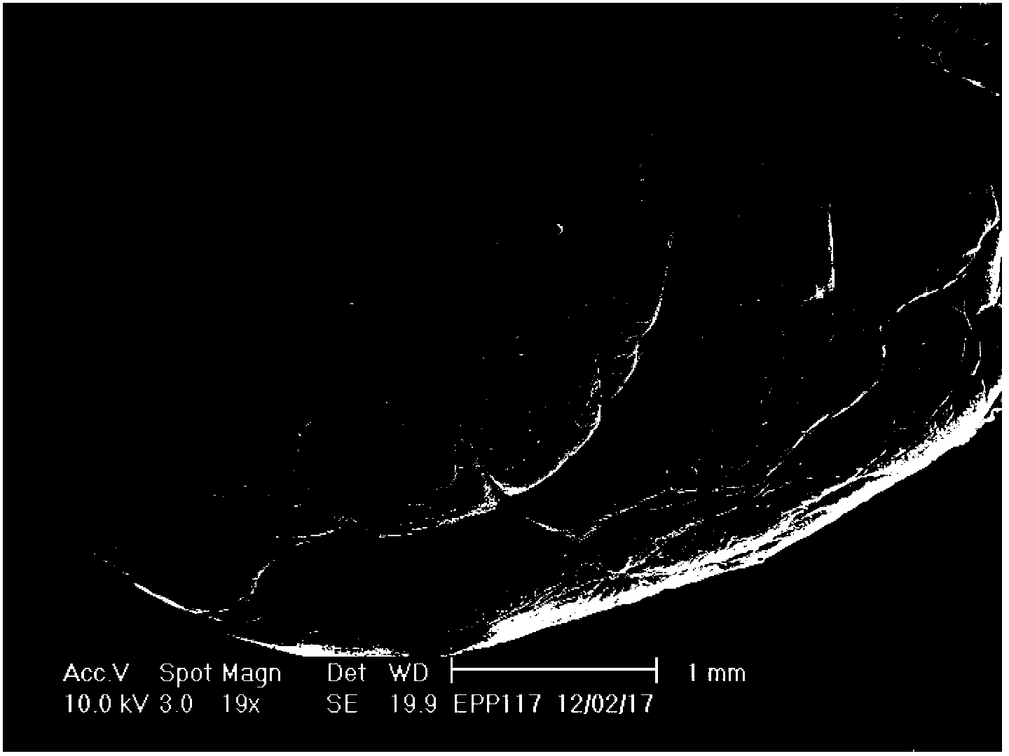 Propylene-ethylene high-melt-strength polypropylene foamed bead and preparation method thereof