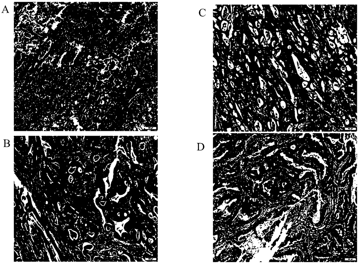 Improved HE staining method