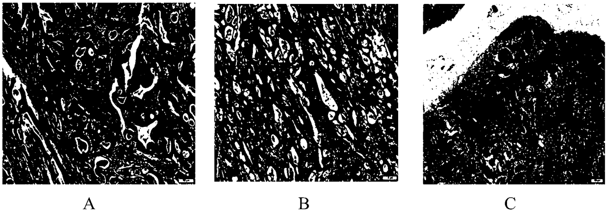 Improved HE staining method