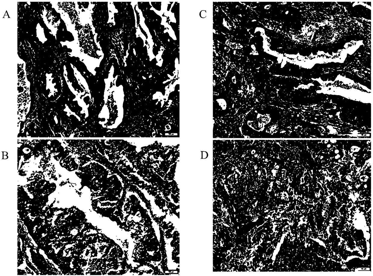 Improved HE staining method