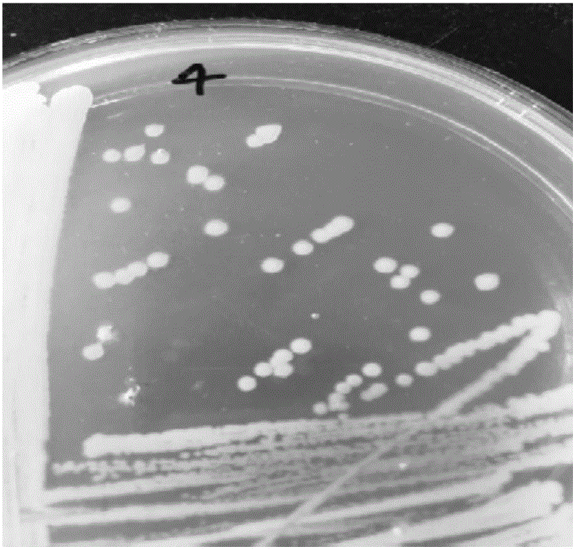 Paenibacillus QBJP-F4 and application thereof