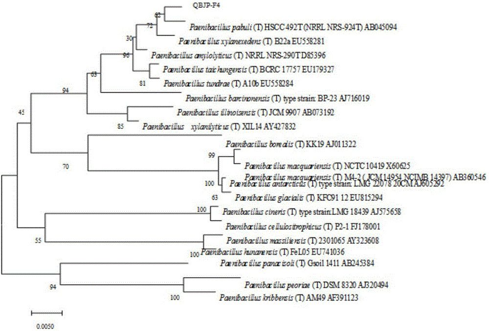 Paenibacillus QBJP-F4 and application thereof