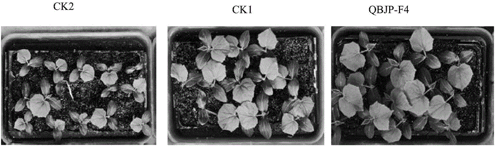 Paenibacillus QBJP-F4 and application thereof