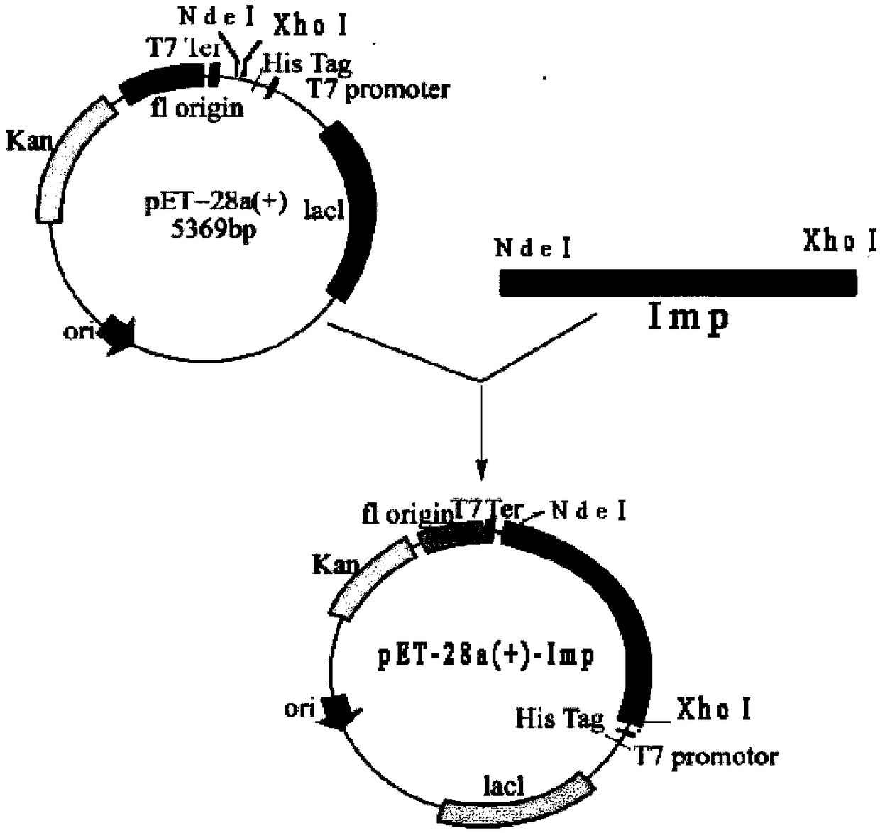 Purification method and application of recombinant phytoplasma immune dominant membrane protein