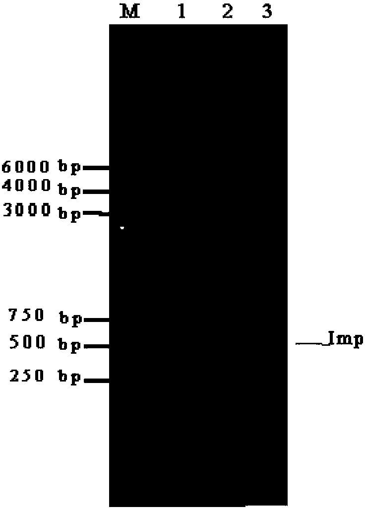 Purification method and application of recombinant phytoplasma immune dominant membrane protein