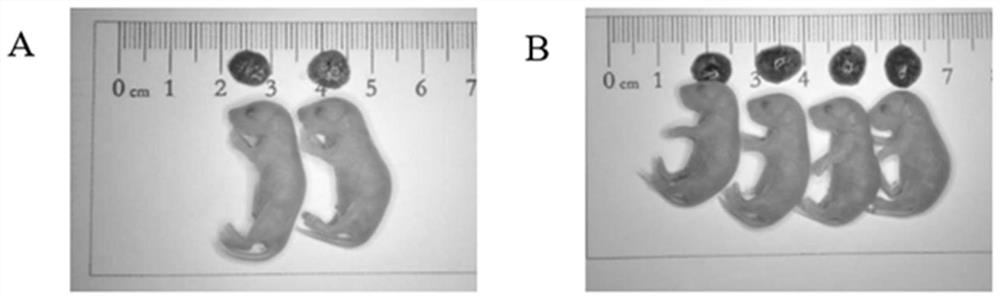 Application of histone methyltransferase inhibitor in improving animal round sperm injection embryo development efficiency