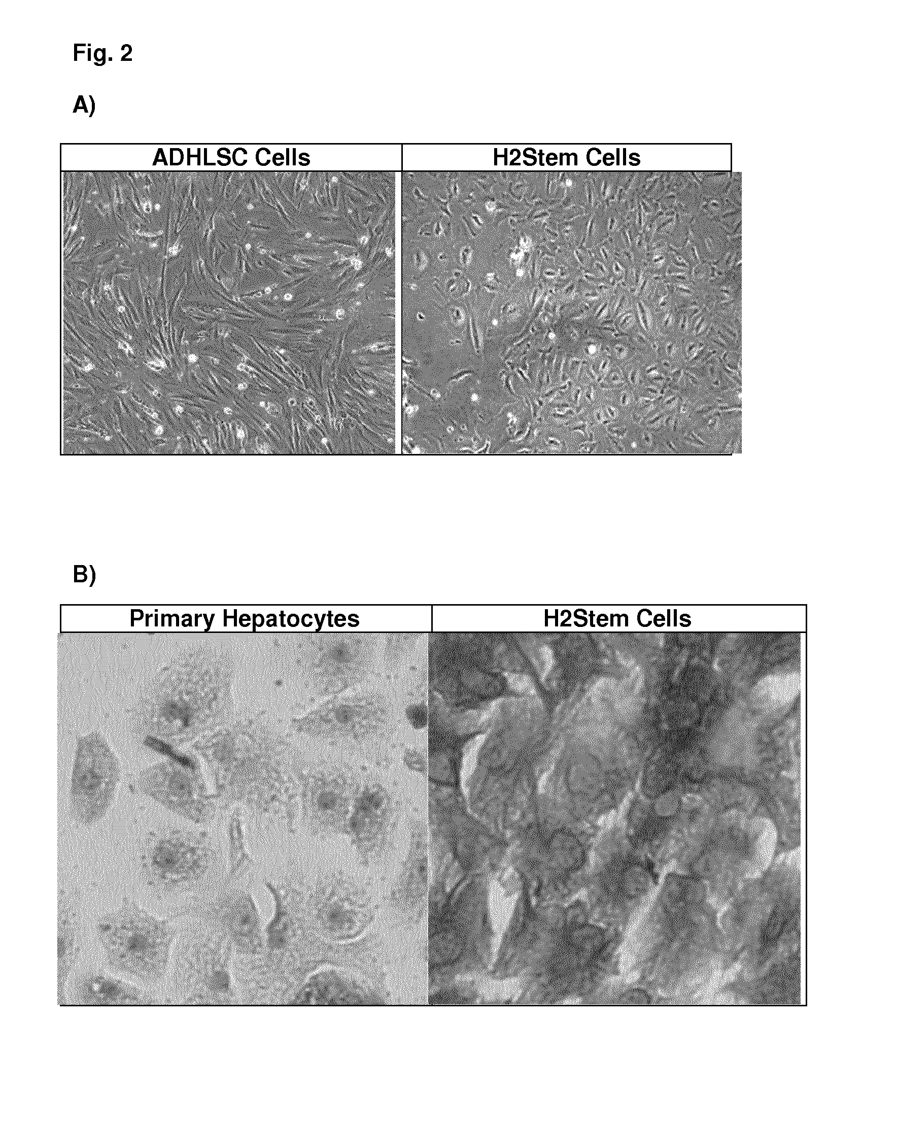 Method for producing adult liver progenitor cells