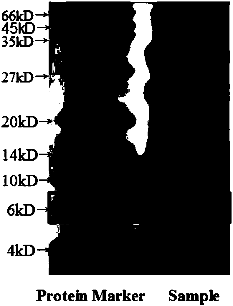 Membrane separation and purification technical technology for preparing bitter gourd polypeptide protein, bitter gourd polypeptide protein extract and application of bitter gourd polypeptide protein extract