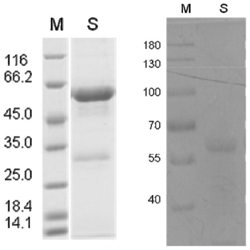 Keratin BD-17 as well as preparation method, pharmaceutical composition and application thereof