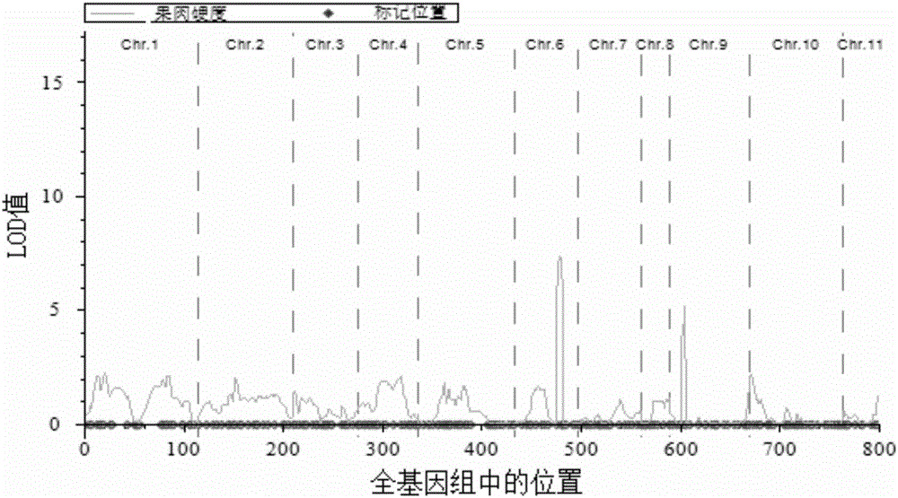 Molecular marker Hf1-Indel related to hardness of watermelon flesh and application of molecular marker Hf1-Indel