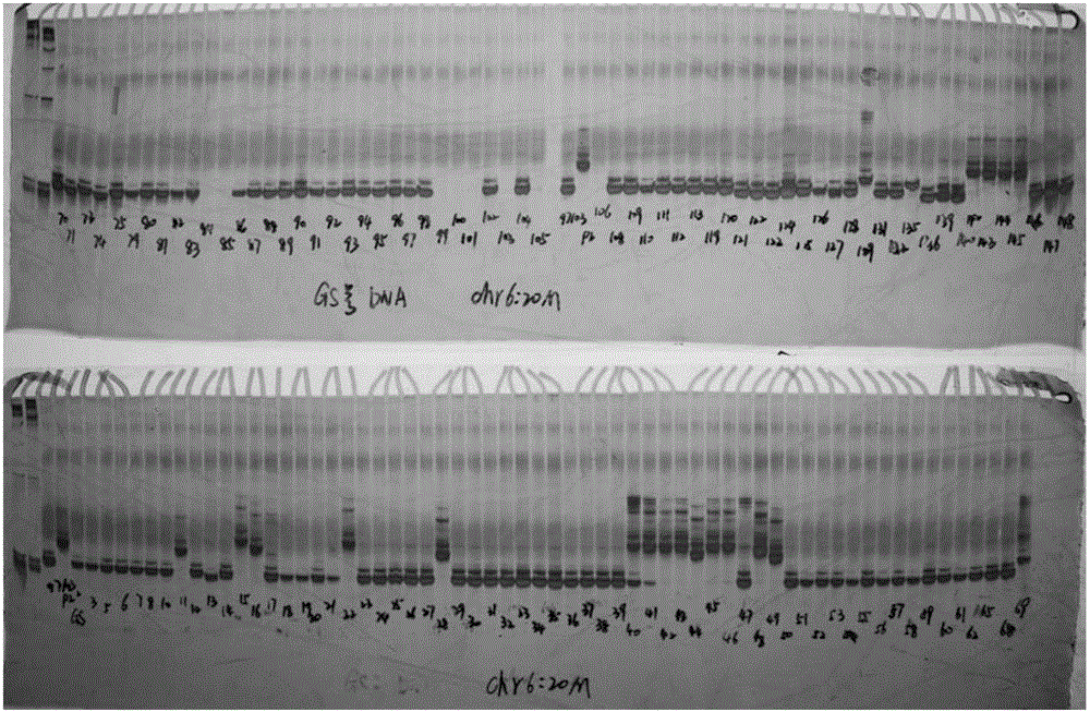 Molecular marker Hf1-Indel related to hardness of watermelon flesh and application of molecular marker Hf1-Indel