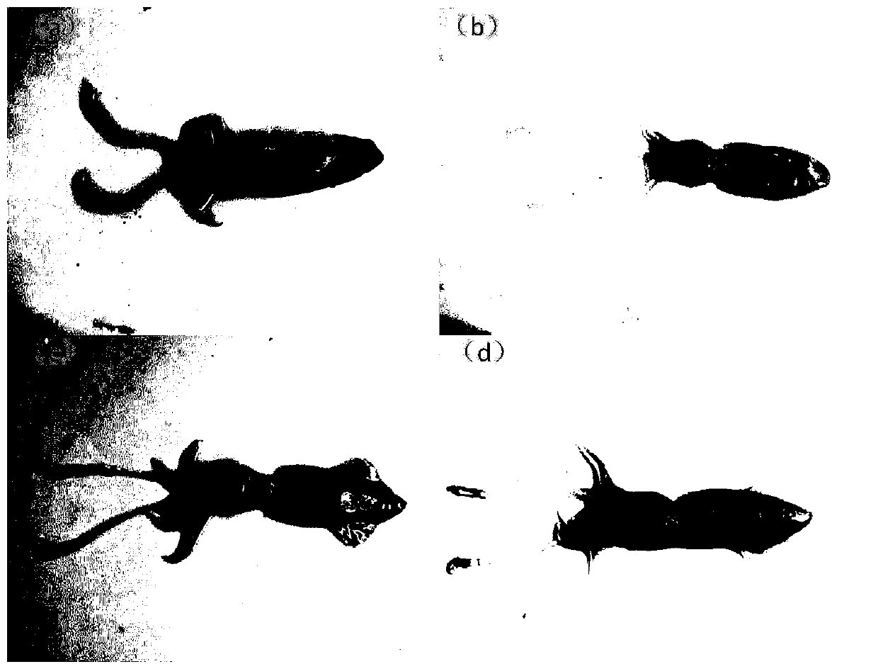 Preparation method for cephalopod transparent specimens