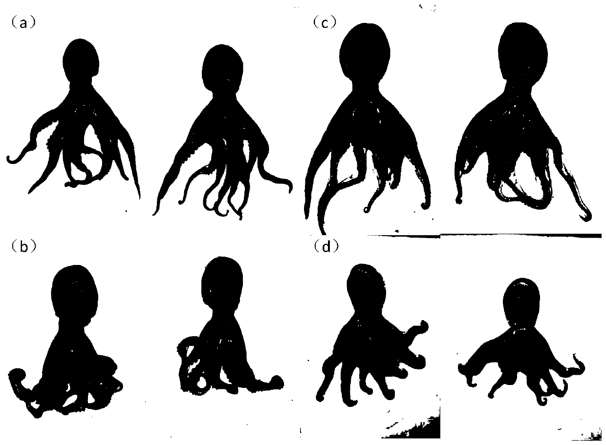 Preparation method for cephalopod transparent specimens