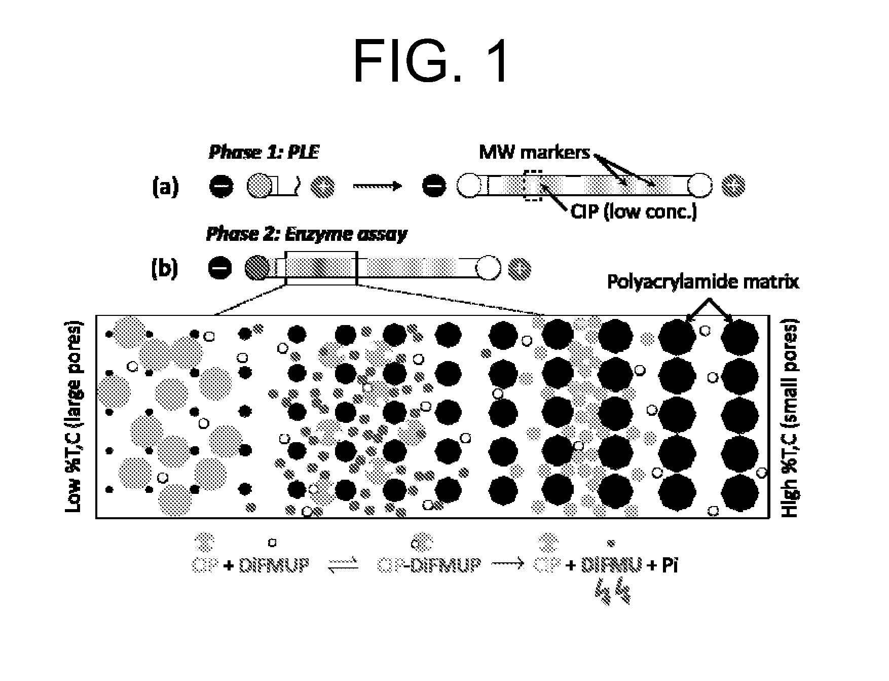 Pore-Limit Electrophoresis (PLE) Microchannel Assays