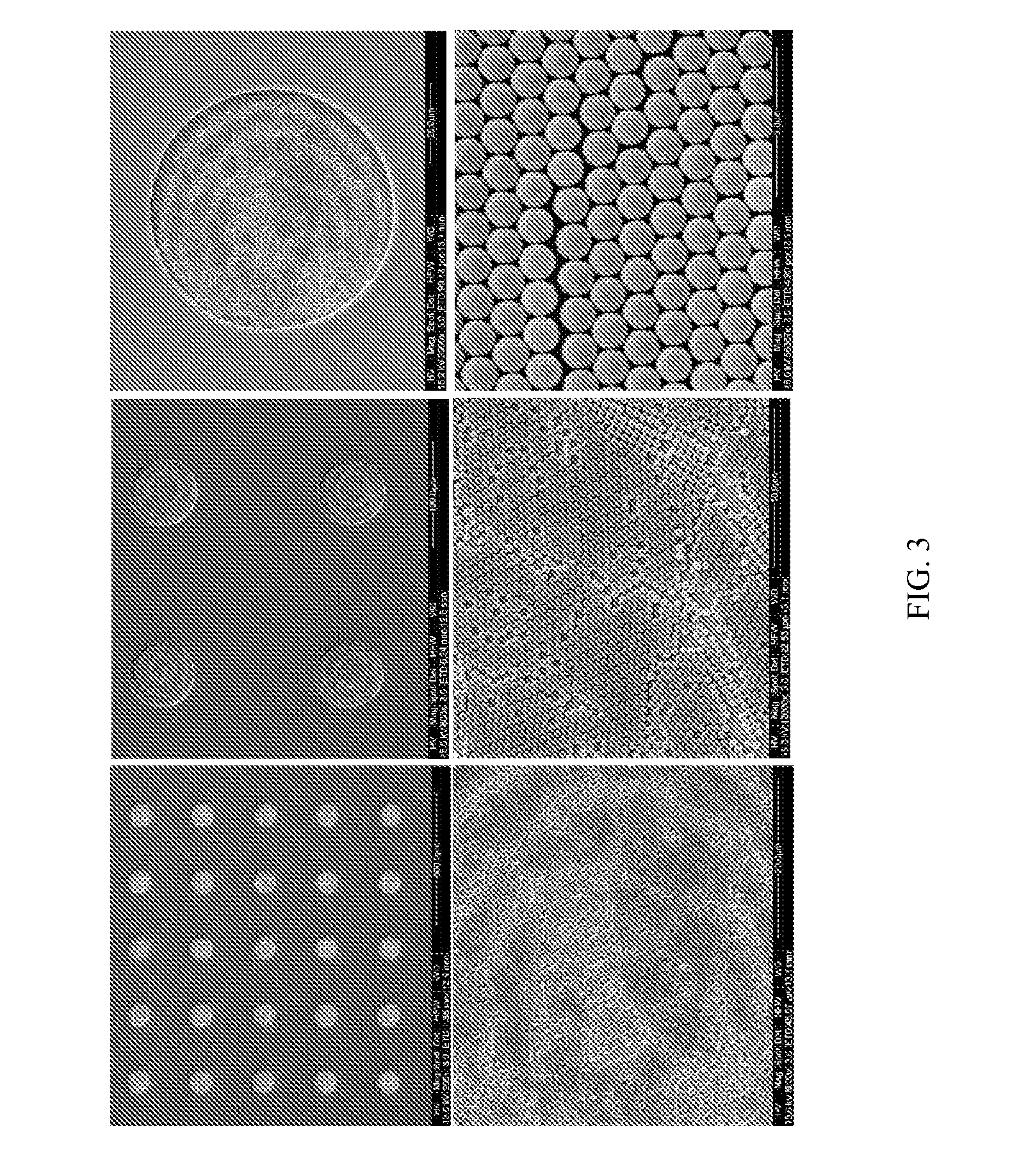 Signal amplified biological detection with conjugated polymers