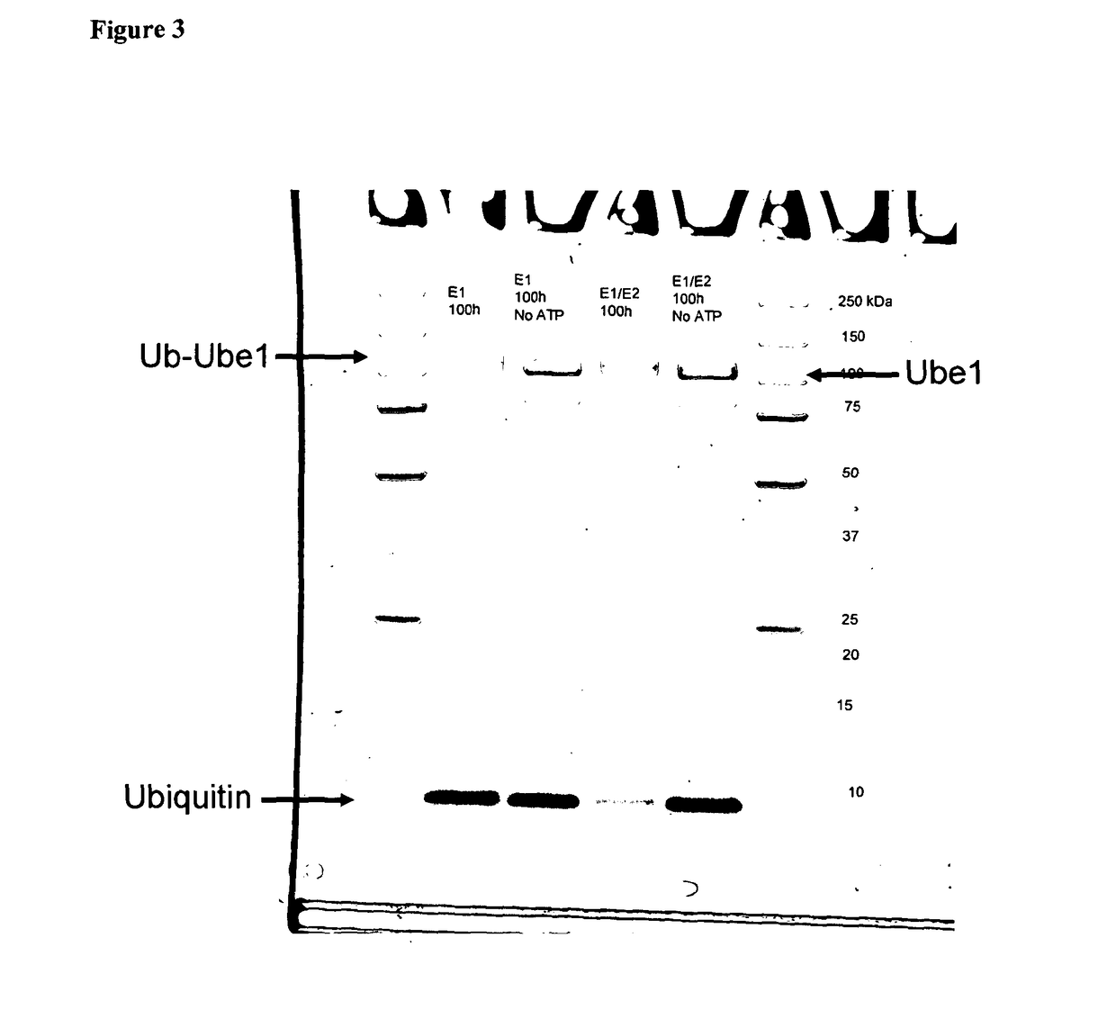 Ubiquitination assay