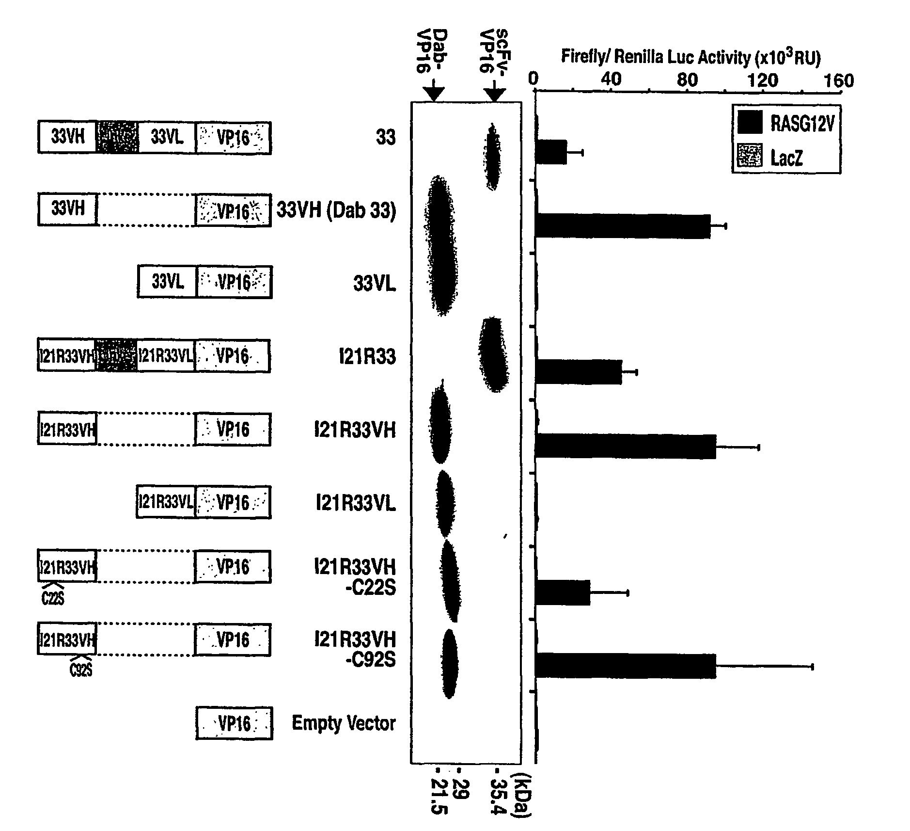 Intracellular antibodies