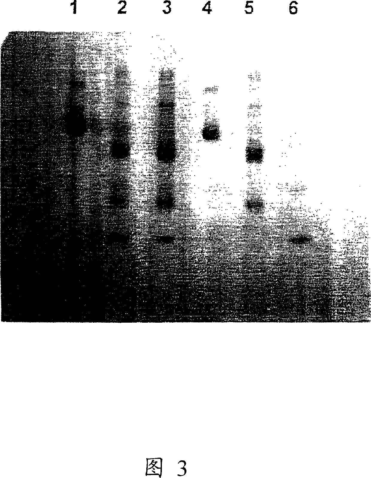 Hemoglobin alpha chain peptide fragments useful for inhibiting stem cell proliferation