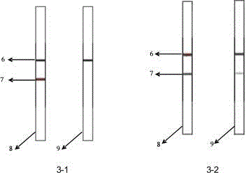 Hybridoma cell line 3G1 and anti-alfatoxin B1 monoclonal antibody produced by the same