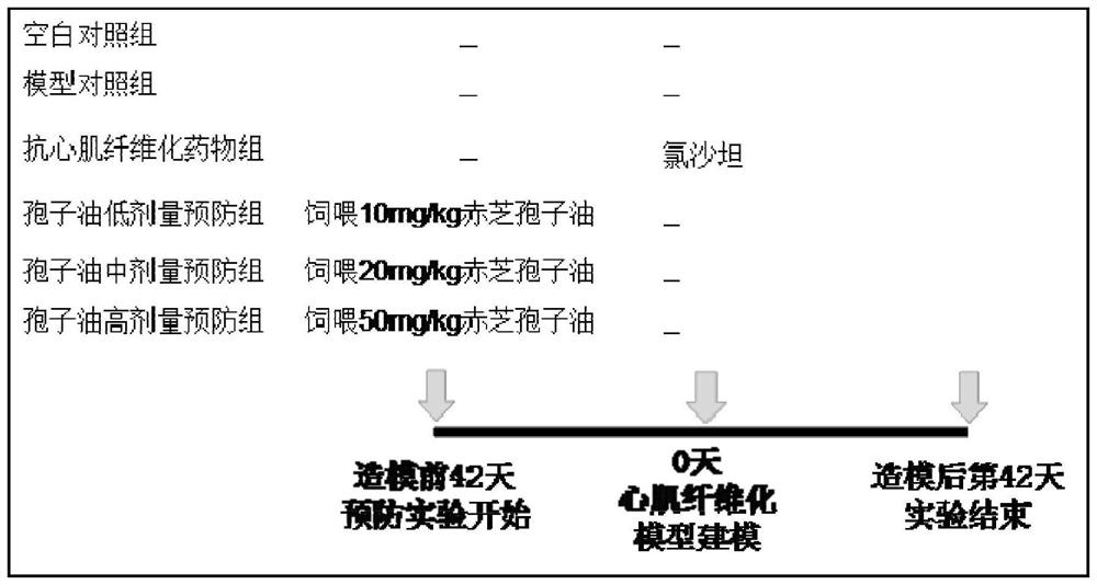 Novel application of Chizhi spore oil and/or pharmaceutical composition containing Chizhi spore oil